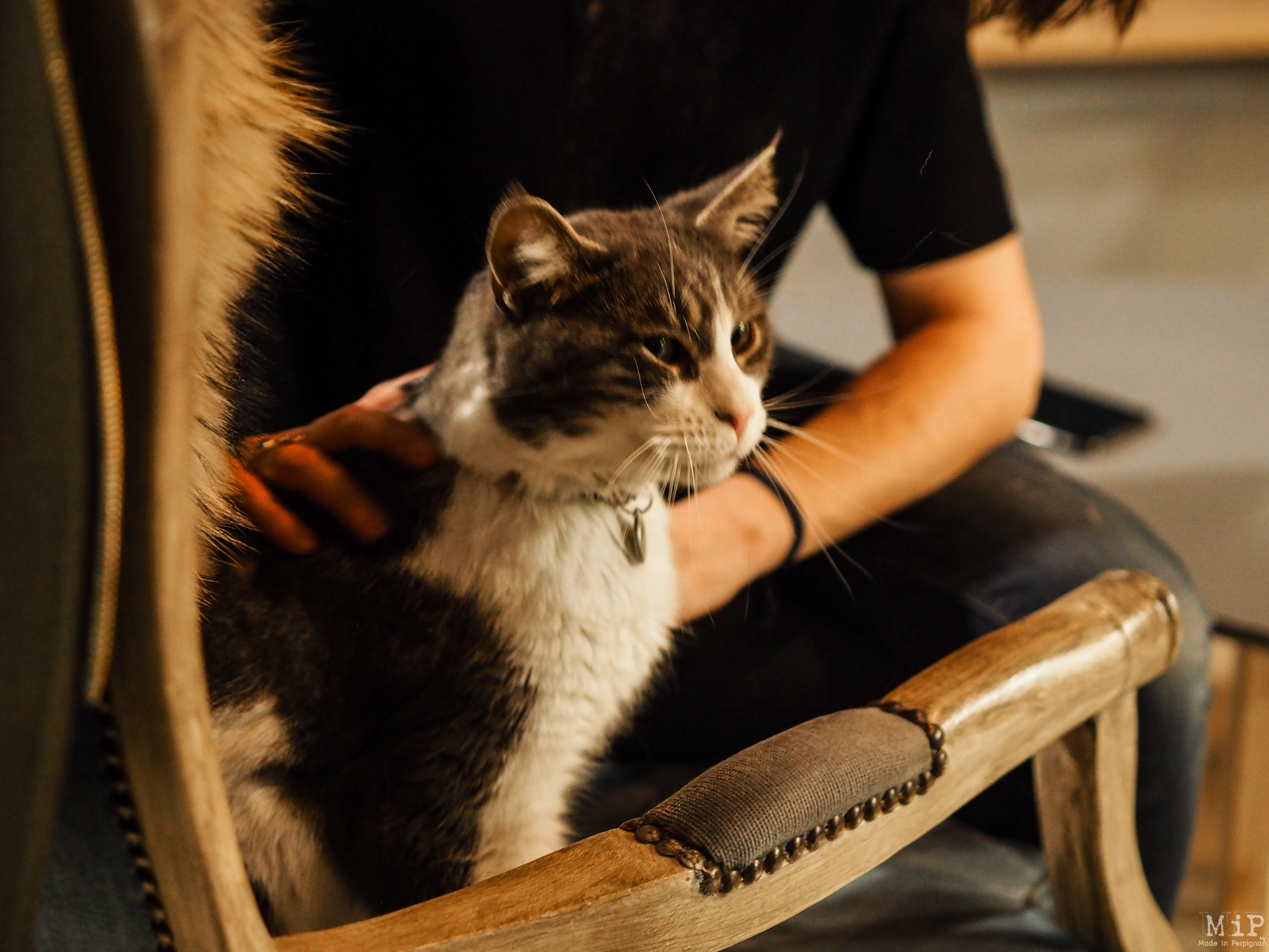 Mars Le Mois Des Bars A Chats A Perpignan