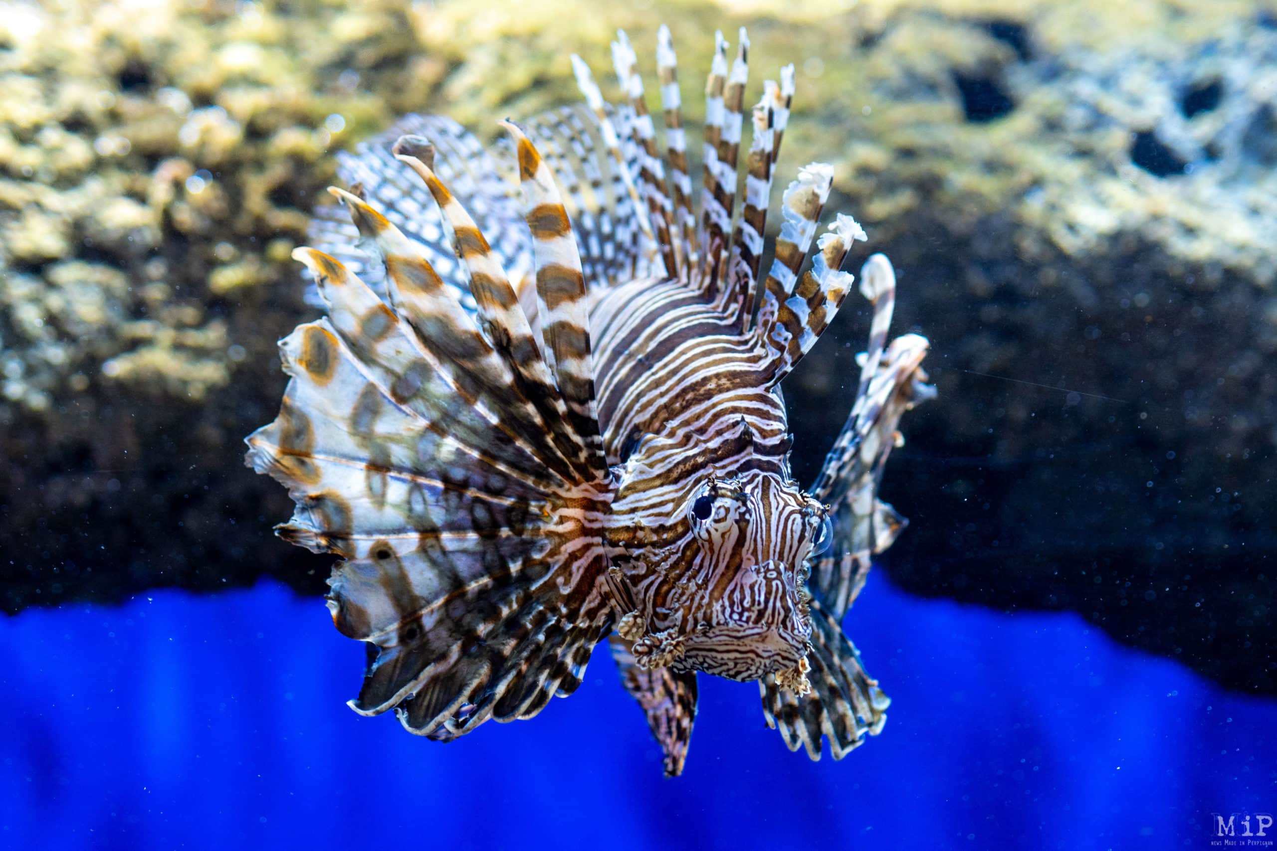 Nouvel aquarium de Le voyage d'une goutte d'eau