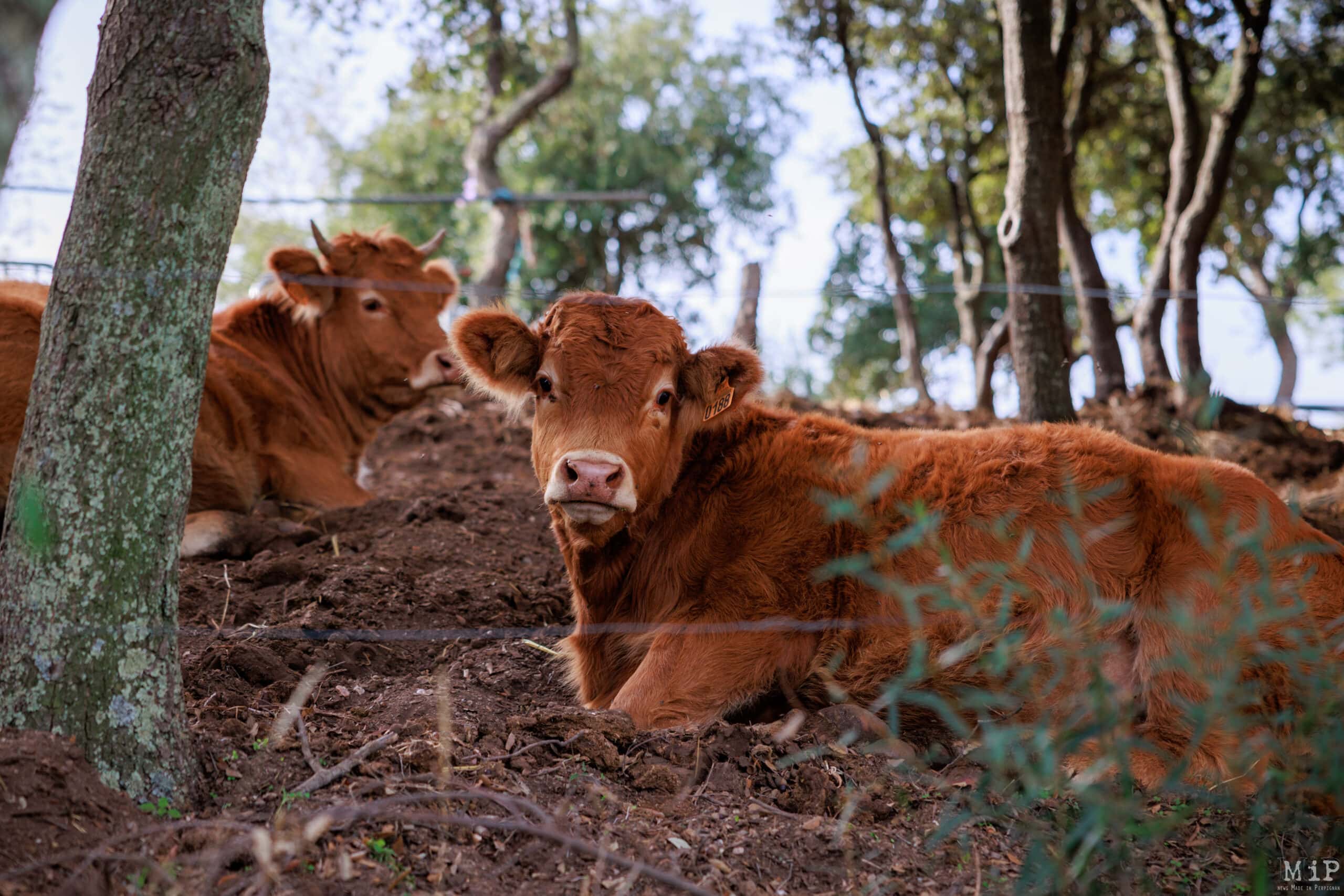 El sector agrícola i ramader de l'Alt Empordà veu amb preocupació l'alerta per sequera