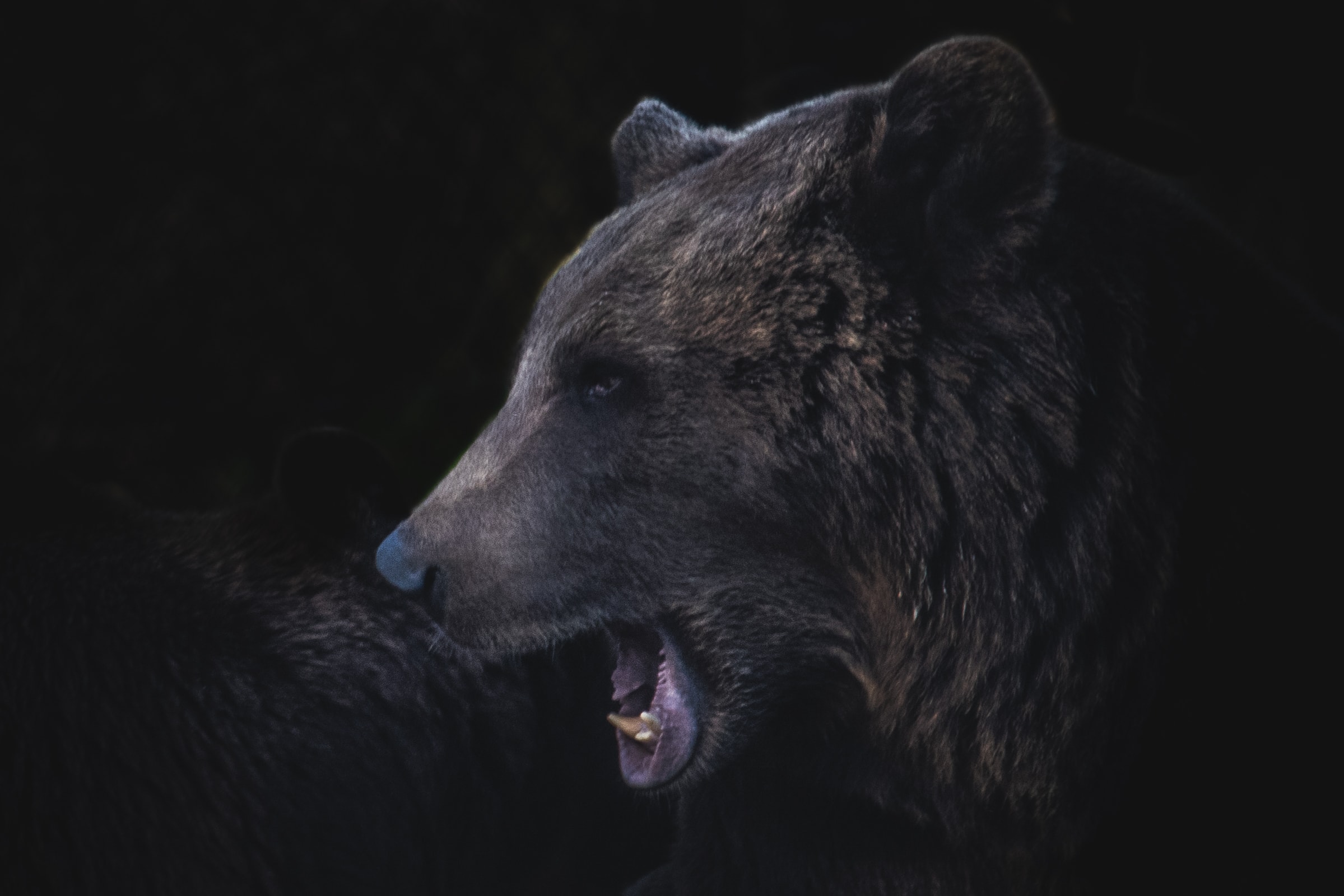 Guide | La Fête de l’Ours 2023 dans les Pyrénées-Orientales