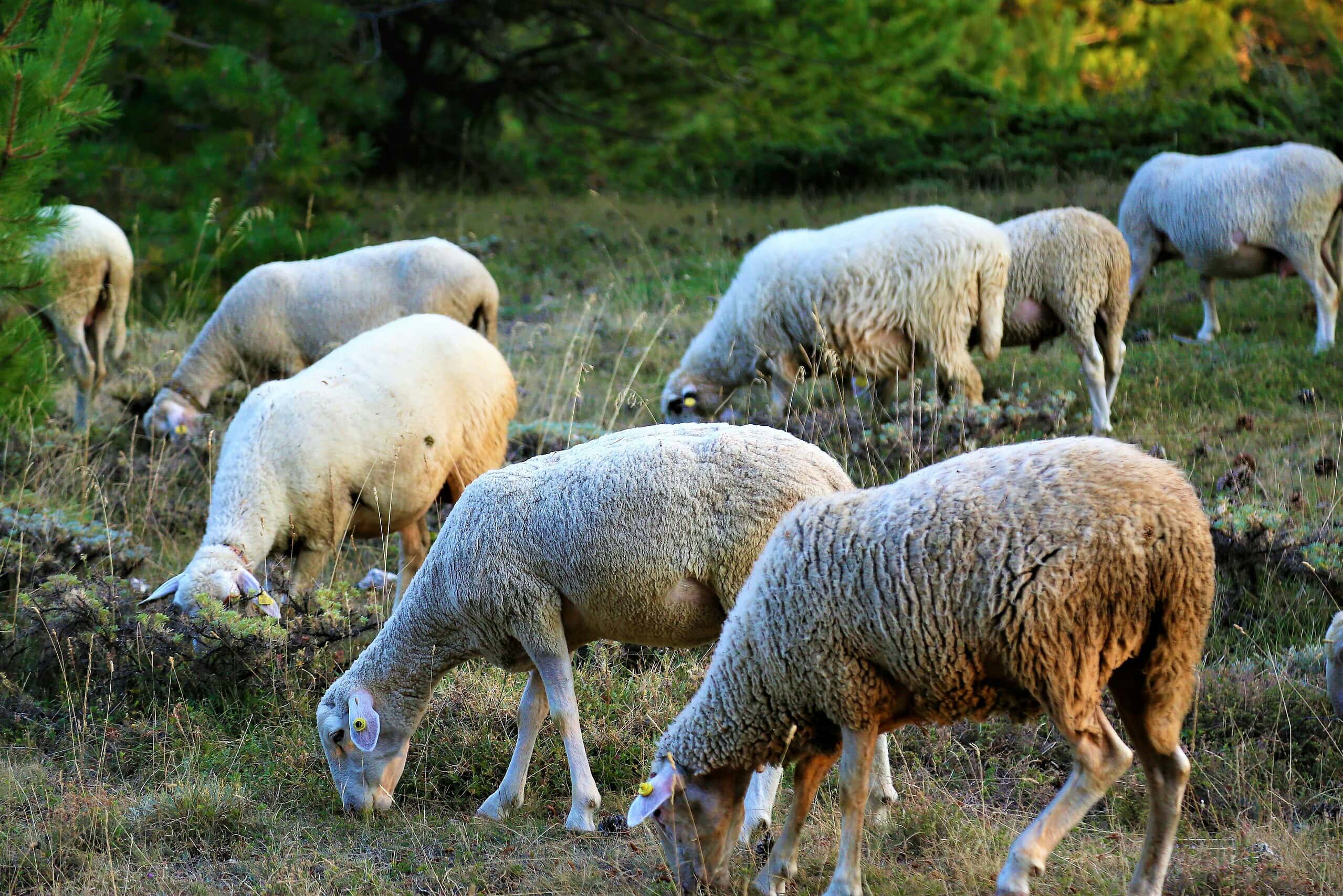 Pâturer contre les incendies ? La filière pastorale doit se structurer pour réinvestir les friches agricoles